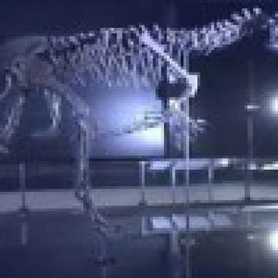 Chiêm ngưỡng bảo tàng hóa thạch khủng long