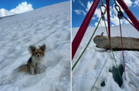 Chủ rơi xuống khe băng sâu 8 m, chú chó Chihuahua giúp giải cứu