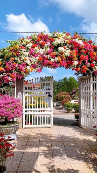 Cổng nhà rực rỡ sắc màu ai thấy đều mê mẩn, học chủ nhà bí kíp căn cho hoa nở đúng dịp Tết