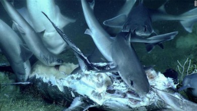Cuộc sống nghiệt ngã dưới đáy biển: Cá mập chuẩn bị ăn xác cá kiếm thì bị con thủy quái từ đâu tới nuốt chửng