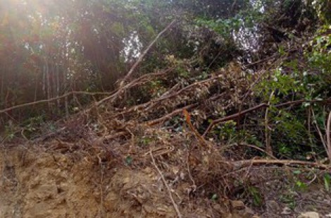 Doanh nghiệp làm đường, san ủi luôn rừng tự nhiên ở Quảng Trị