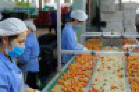 Doanh nghiệp vượt rào cản kỹ thuật để xuất khẩu rau quả “về đích”