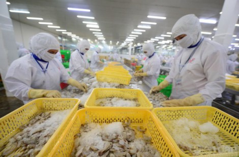 Doanh nghiệp xuất khẩu tôm làm gì trước nguy cơ chịu thuế chống trợ cấp của Mỹ?