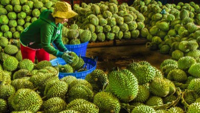 EU đưa vào diện kiểm soát 5 mặt hàng nông sản, thực phẩm của Việt Nam