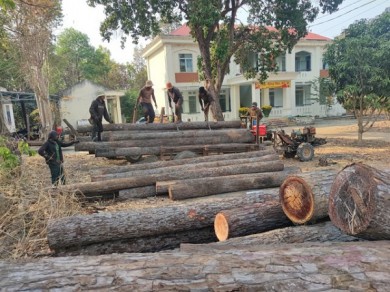 Gia Lai: Công an xác định 30 người tham gia phá rừng trong đêm 30 tết