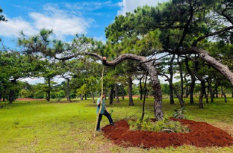 Gia Lai: Yêu cầu FLC tăng cường bảo vệ rừng thông cổ thụ Đăk Đoa