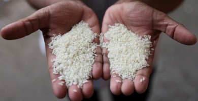 Giá gạo toàn cầu chạm mức cao nhất trong 15 năm sau lệnh cấm của Ấn Độ
