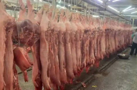 Giá heo hơi hôm nay 29.10.2025: Bất ngờ lao dốc tiếp