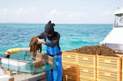 Giải mã lợi ích tuyệt vời của hợp chất fucoidan từ tảo nâu đối với sức khỏe