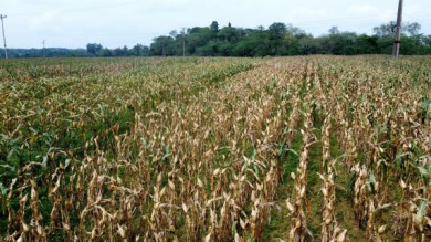 Hà Tĩnh: Ngô chết khô ngay trước vụ thu hoạch