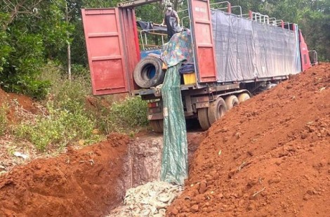 Khởi tố bị can trong vụ vận chuyển cá tầm trái phép qua cửa khẩu