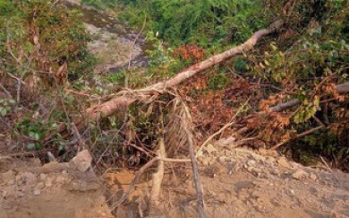 Làm đường, san ủi rừng tự nhiên ở Quảng Trị, doanh nghiệp giải thích ‘xử lý nhầm’