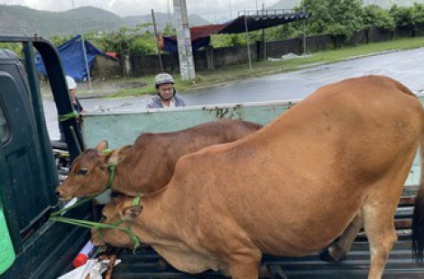 “Liều thuốc” trị nạn bò thả rông