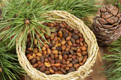 Loại hạt ở Việt Nam xưa rụng đầy gốc không ai lấy, nay lại thành đặc sản đắt đỏ cả nửa triệu/kg