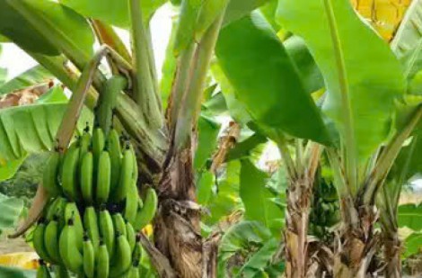 Lợi ích khi thêm chuối sống vào khẩu phần ăn hàng ngày