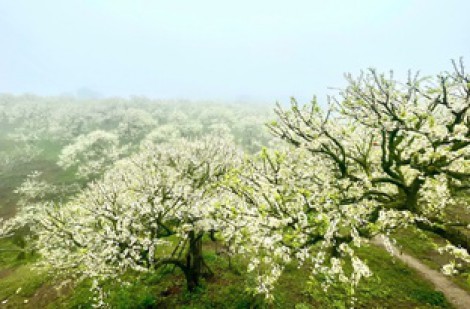 Mộc Châu bội thu mùa hoa mận