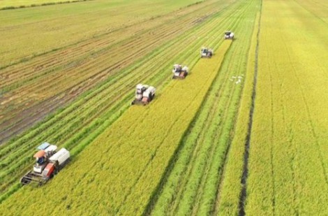 Một triệu héc ta lúa chất lượng cao: Doanh nghiệp đáp ứng tiêu chí giảm phát thải