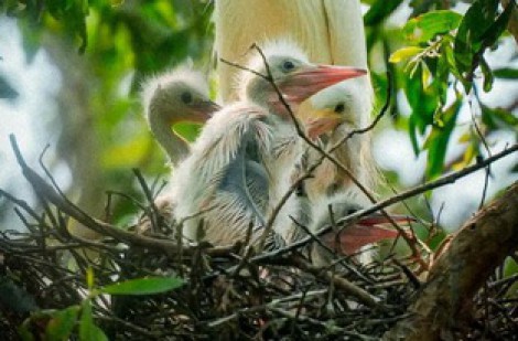 Mùa chim xây tổ... - Truyện ngắn dự thi của Trần Văn Lợi