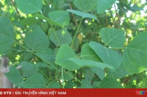 Ngộ độc vì tự ăn lá vông nem chữa mất ngủ