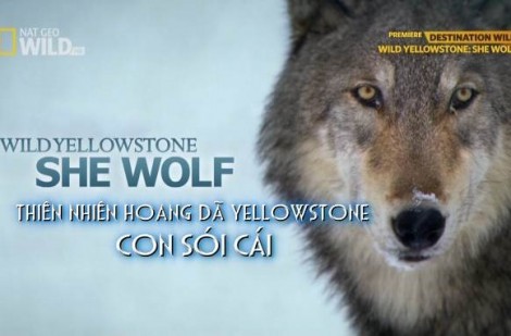 Những con sói cái