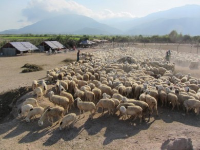 Ninh Thuận tuyển chọn 1.000 con cừu đẹp 'khoe sắc' trên đường phố