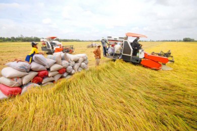 Nông dân tham gia đề án 1 triệu ha lúa chất lượng cao được vay ngân hàng không thế chấp