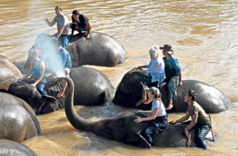 Nữ du khách bị voi tấn công tử vong ở Thái Lan