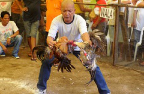 Philippines điều tra 15 cảnh sát liên quan nghi án sát hại 34 người đá gà