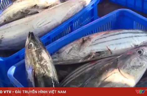 Phòng chống ngộ độc thực phẩm do histamine trong cá