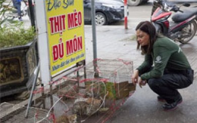 Quán bán thịt 300 con mèo mỗi tháng ở Việt Nam lên báo Mỹ