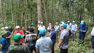 Quảng Bình khởi động 'Góp một cây để có rừng', phục hồi rừng đầu nguồn
