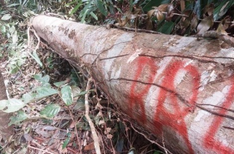 Quảng Nam: Khởi tố vụ dự án thủy điện hủy hoại rừng để làm đường dây điện