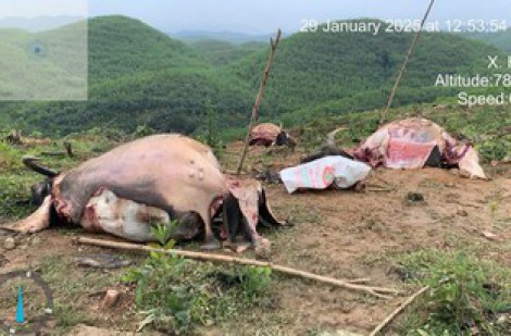 Quảng Trị: Bắt 6 người lợi dụng tết để bắt trộm 6 con trâu, xẻ thịt bán