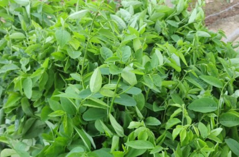 Rau ngót bổ nhưng đại kỵ với những người này