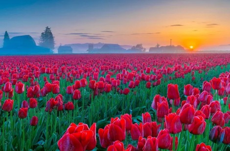 Rực rỡ ngắm nhìn 10 triệu bông hoa tulip nở rộ trong lễ hội hoa tulip lớn nhất tại Mỹ