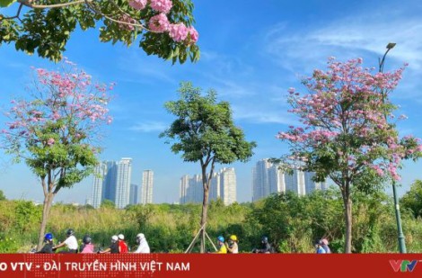 TP Hồ Chí Minh: Mùa hoa kèn hồng gọi nắng