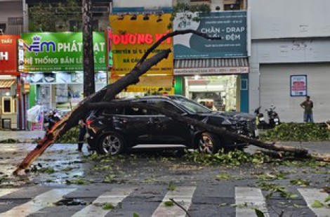 TP.HCM: Cây xanh gãy ngang đè ô tô ở Q.10, 6 người may mắn thoát nạn