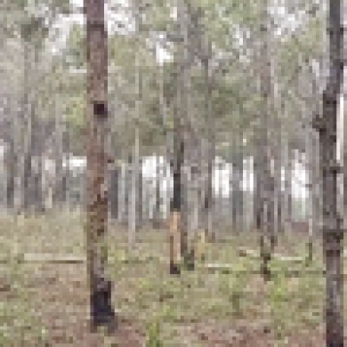 Thanh tra các sai phạm trong dự án trồng rừng thông ở Gia Lai