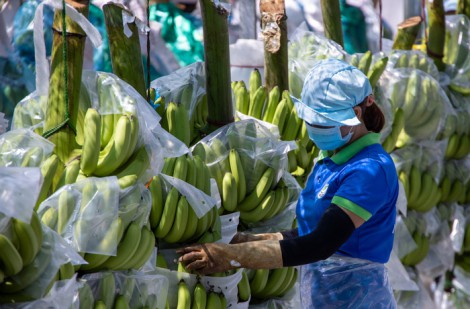 Trung Quốc chi số tiền kỷ lục nhập rau quả Việt Nam trong tháng 9