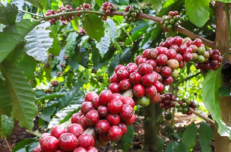 Vụ cà phê 'đẹp như mơ' nhưng vì sao doanh nghiệp vẫn kêu khó?