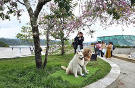 Vụ đưa chó Alaska 'chặn' khách chụp ảnh bên cây mai anh đào: Phạt 3 người chủ