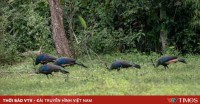 Vườn Quốc gia Cát Tiên nhận 4 giải thưởng quốc tế về du lịch sinh thái