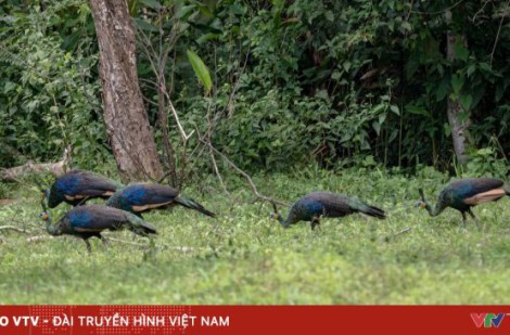 Vườn Quốc gia Cát Tiên nhận 4 giải thưởng quốc tế về du lịch sinh thái