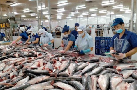 Xuất khẩu cá tra Việt Nam sẽ tăng mạnh trong năm 2024?