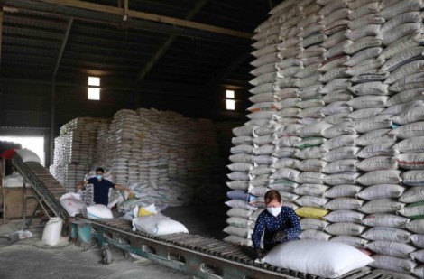Xuất khẩu gạo khởi sắc, doanh nghiệp mạnh dạn vay vốn
