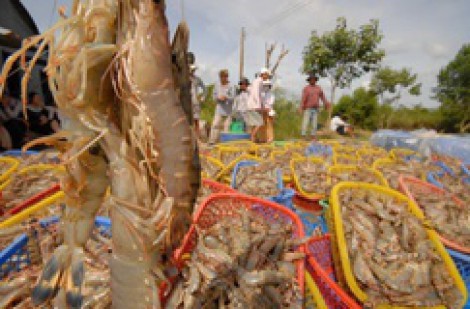 Xuất khẩu tôm tăng cao kỷ lục, bất chấp thách thức