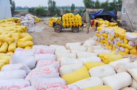 Ấn Độ chính thức cấm xuất khẩu gạo, giá sẽ tăng mạnh