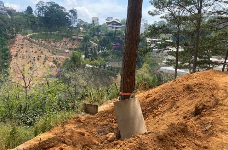 Đà Lạt: Khắc phục ngay việc vùi lấp rừng thông ở điểm du lịch Núi Hoa