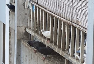 Đàn chim gây ô nhiễm chung cư ở TP.Thủ Đức