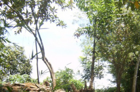 Đề nghị xếp hạng đoạn Trường Lũy Bình Định là di tích quốc gia